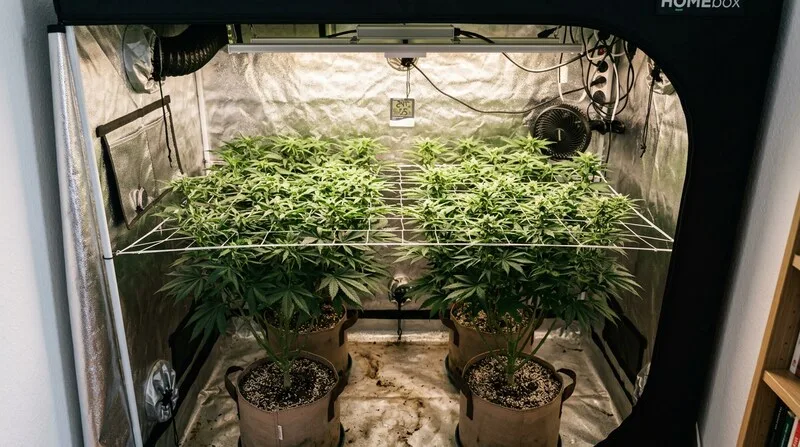 Cannabis-Geruch neutralisieren